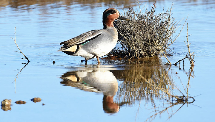 Hivernants près de Montesquieu